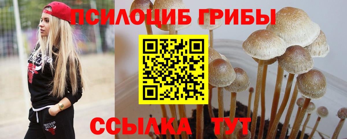 Орск  купить закладку  Вход с VPN  Псилоцибиновые грибы GOLDEN TEACHER 